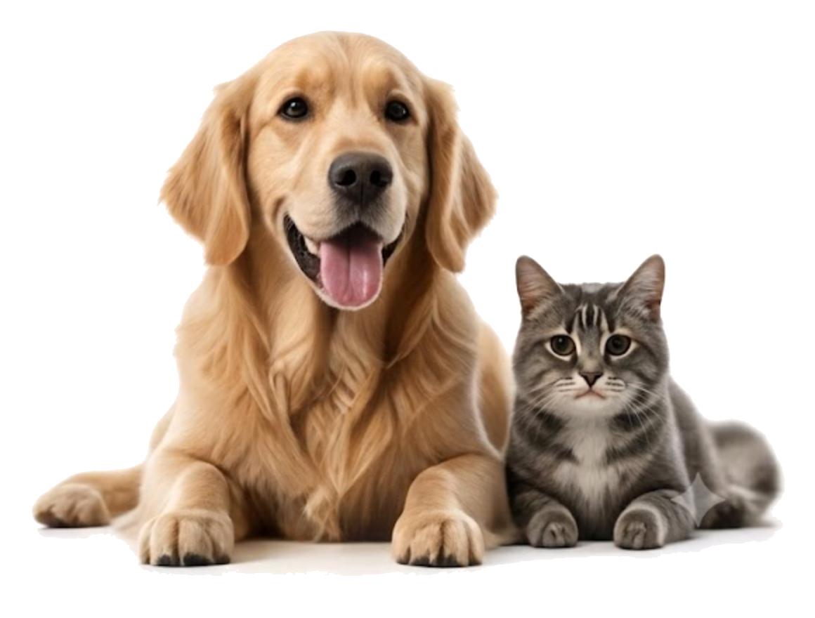 Dog and cat